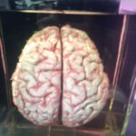 Ein menschliches Gehirn war ebenfalls zu sehen. Es besteht aus 86 Milliarden Nervenzellen. Ein menschliches Gehirn war ebenfalls zu sehen. Es besteht aus 86 Milliarden Nervenzellen.